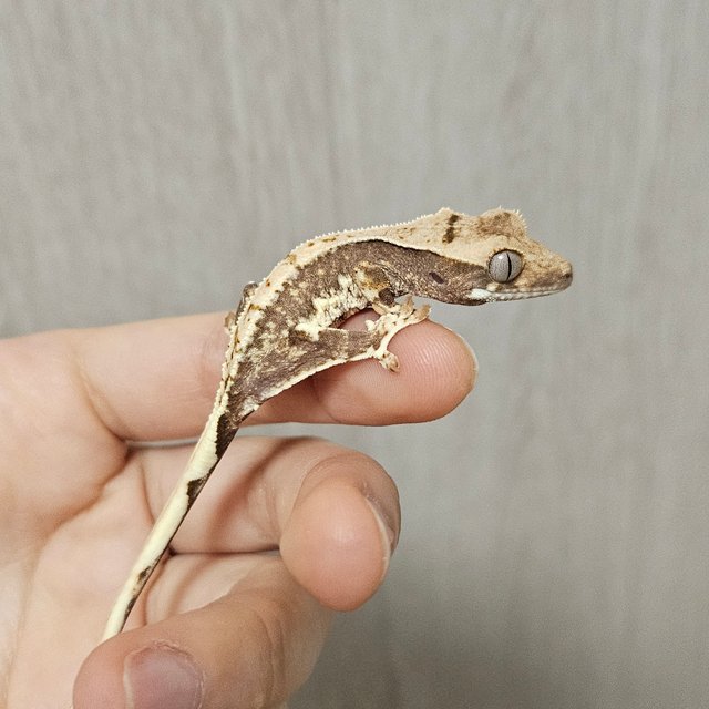 릴리100%헷아잔틱