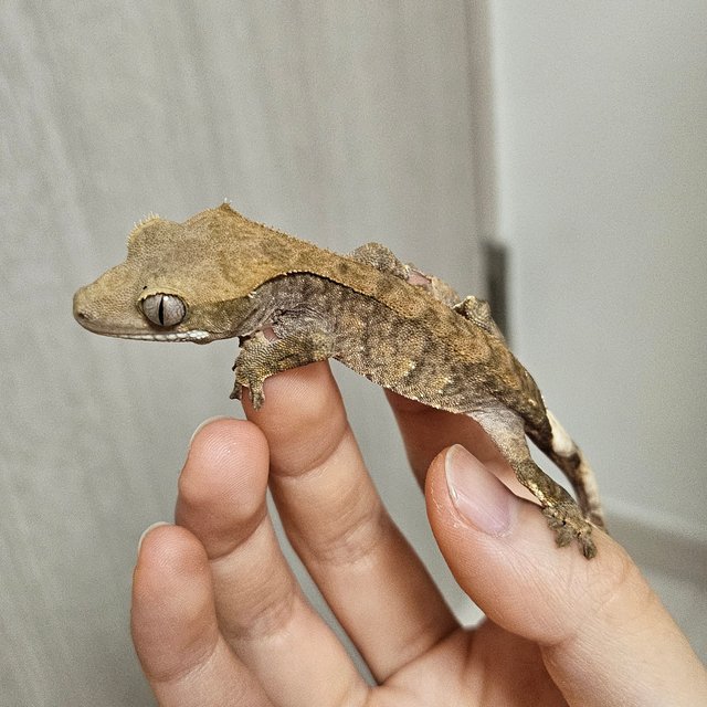 팬텀 100%헷아잔틱