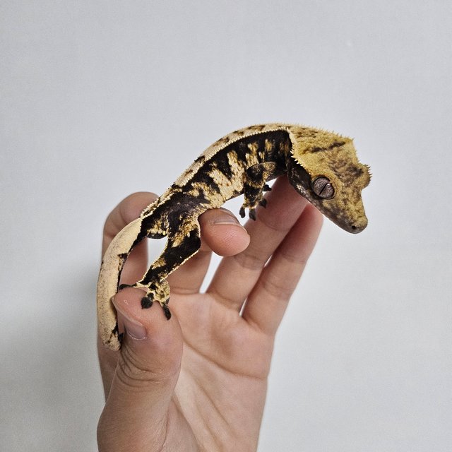 노멀 트라이 익스트림할리퀸