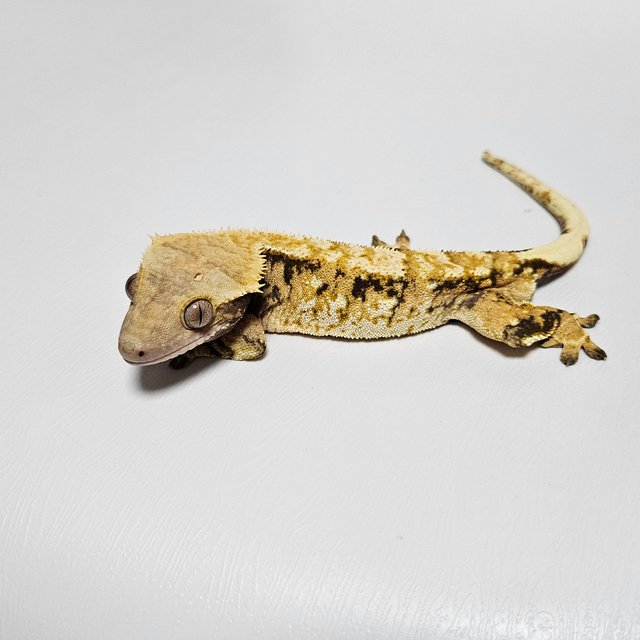 노멀 트라이 익스트림할리퀸