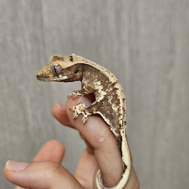 릴리100%헷아잔틱