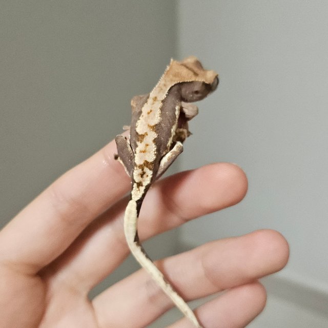 릴리100%헷아잔틱