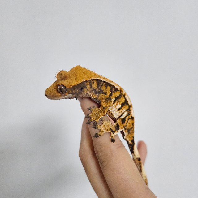 노멀 트라이 익스트림할리퀸 텐저린