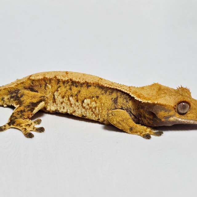 노멀 트라이 텐저린