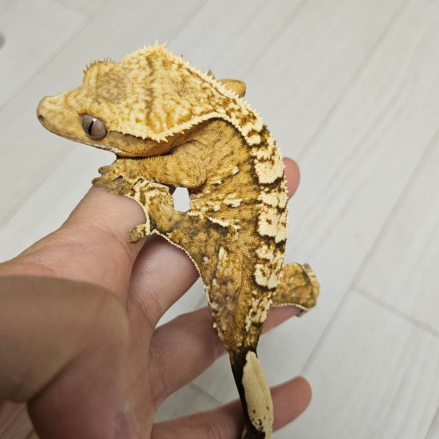 노멀 크림시클 옐로우