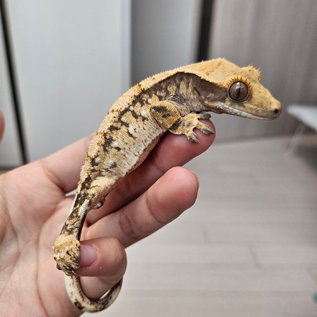 노멀 트라이 익스트림할리퀸