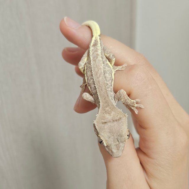 팬텀 릴리100%헷아잔틱