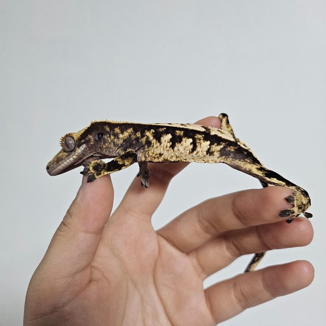 노멀 트라이 익스트림할리퀸