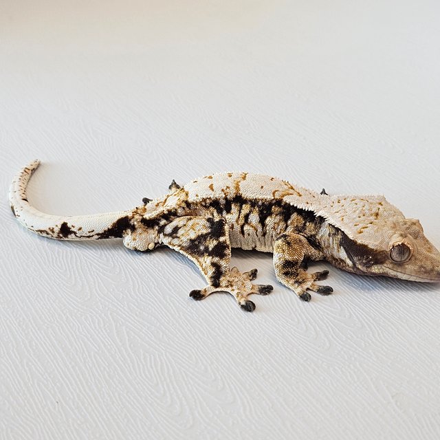 노멀 트라이 익스트림할리퀸