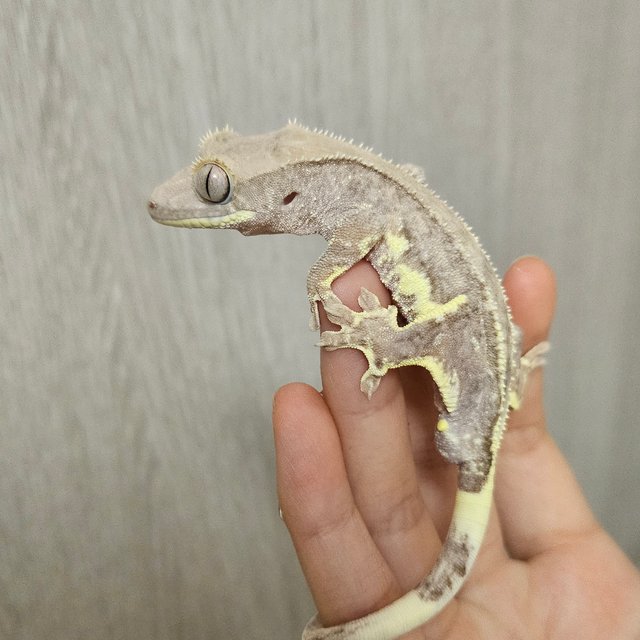 팬텀 릴리100%헷아잔틱