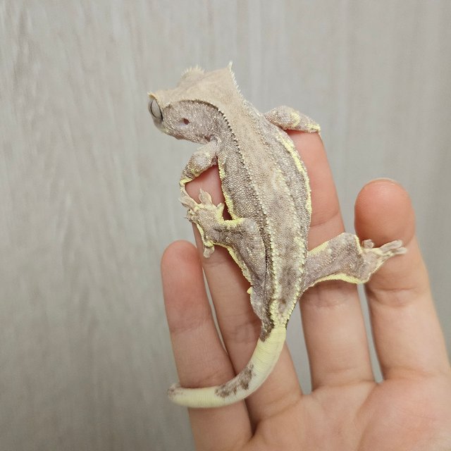 팬텀 릴리100%헷아잔틱