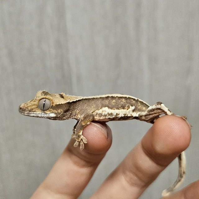 릴리100%헷아잔틱