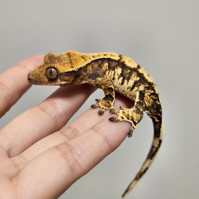 노멀 트라이 익스트림할리퀸