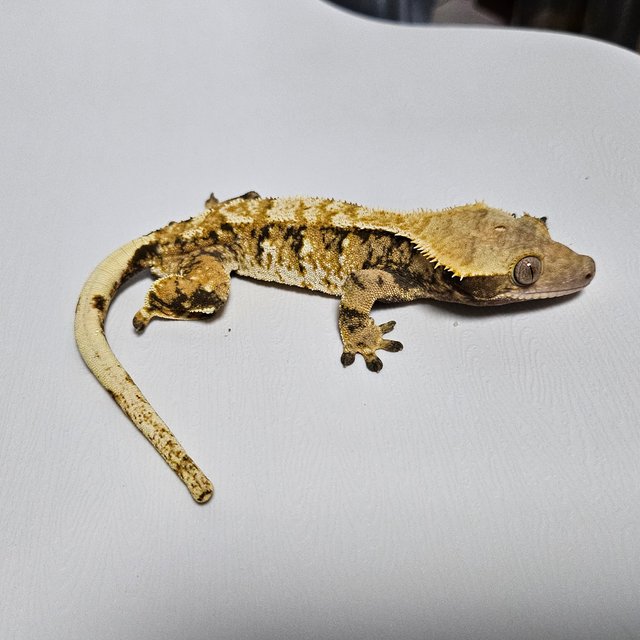 노멀 트라이 익스트림할리퀸