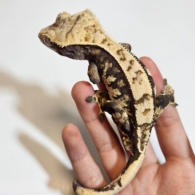 노멀 트라이 익스트림할리퀸