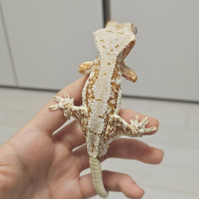 릴리100%헷아잔틱 크림 크림시클