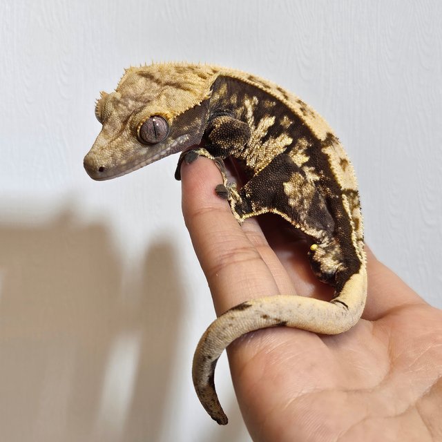 노멀 트라이 익스트림할리퀸