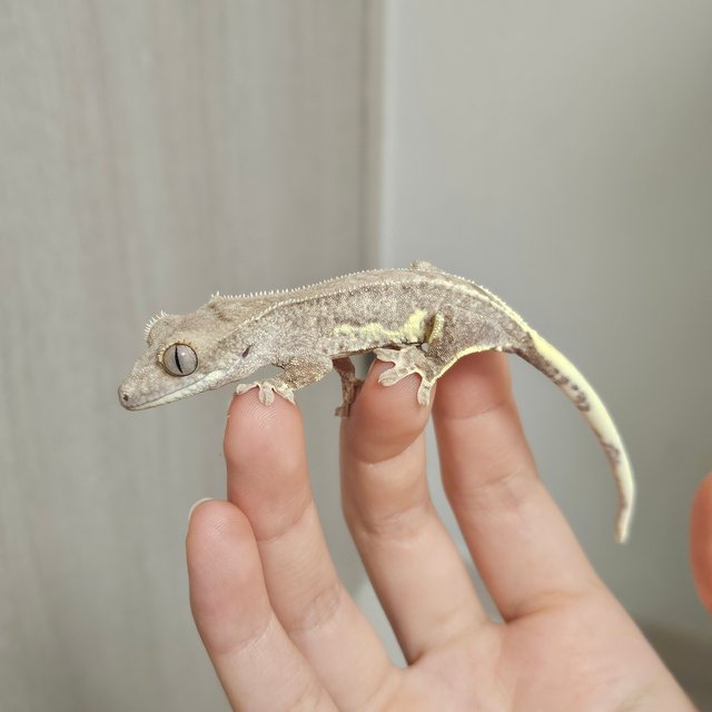 팬텀 릴리100%헷아잔틱