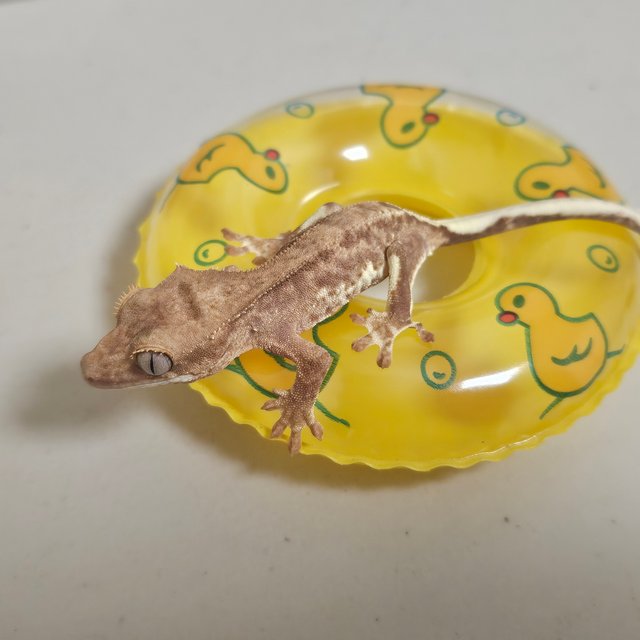 릴리100%헷아잔틱 팬텀 크림