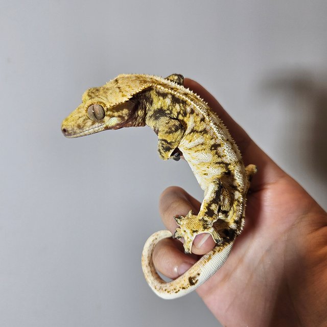 노멀 드리피 화이트스팟 화이트