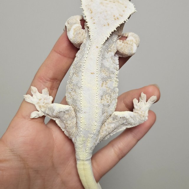 릴리화이트 트라이