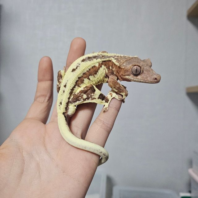 프라푸치노 크림
