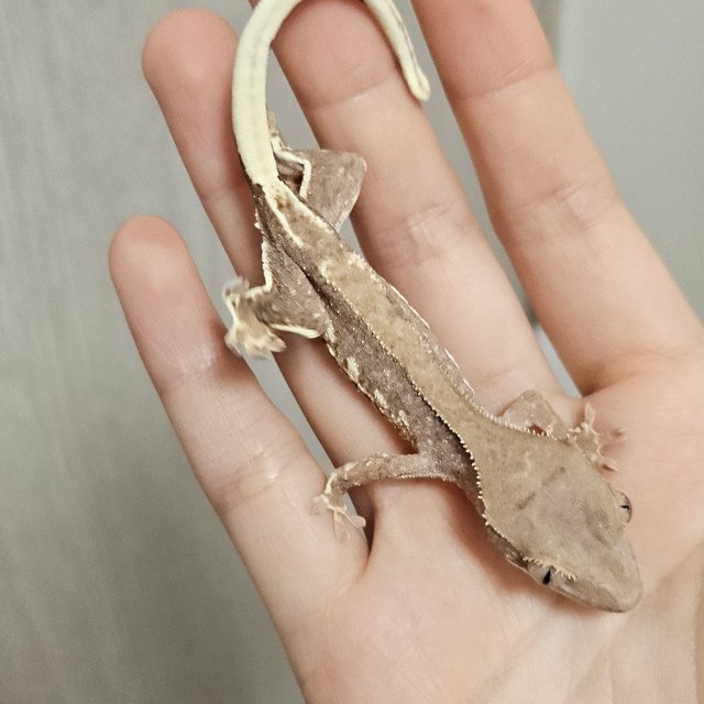 팬텀 릴리100%헷아잔틱