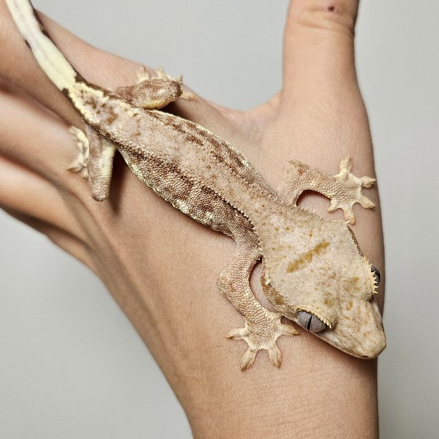 팬텀 릴리100%헷아잔틱 크림