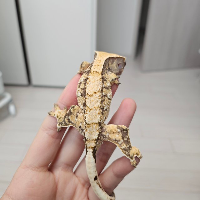 노멀 트라이 익스트림할리퀸