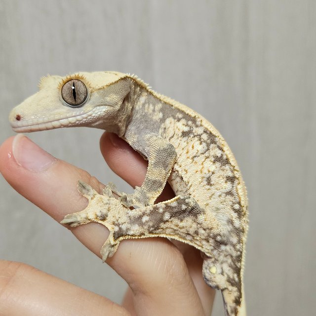 노멀 드리피 화이트스팟