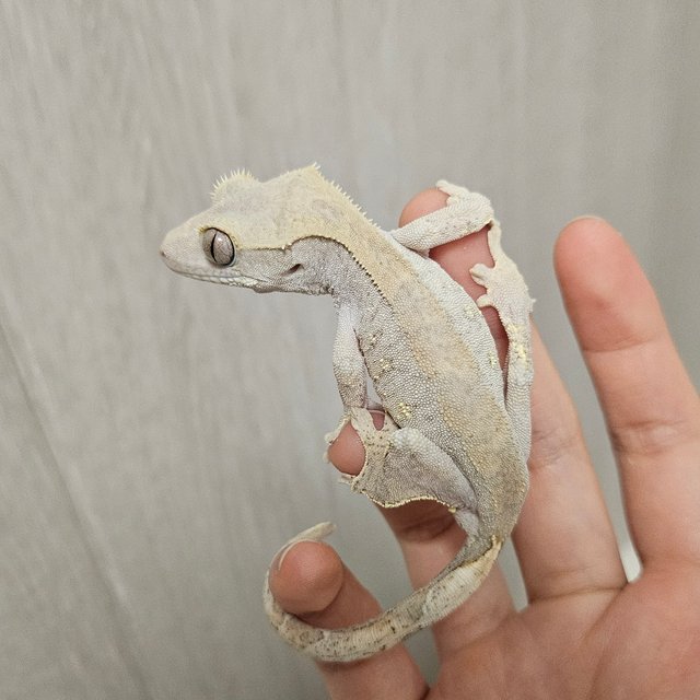 팬텀 100%헷아잔틱