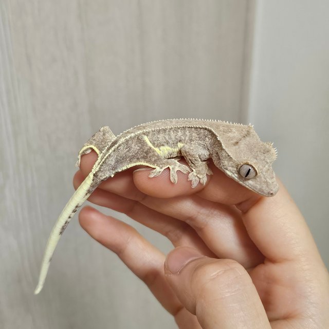 팬텀 릴리100%헷아잔틱