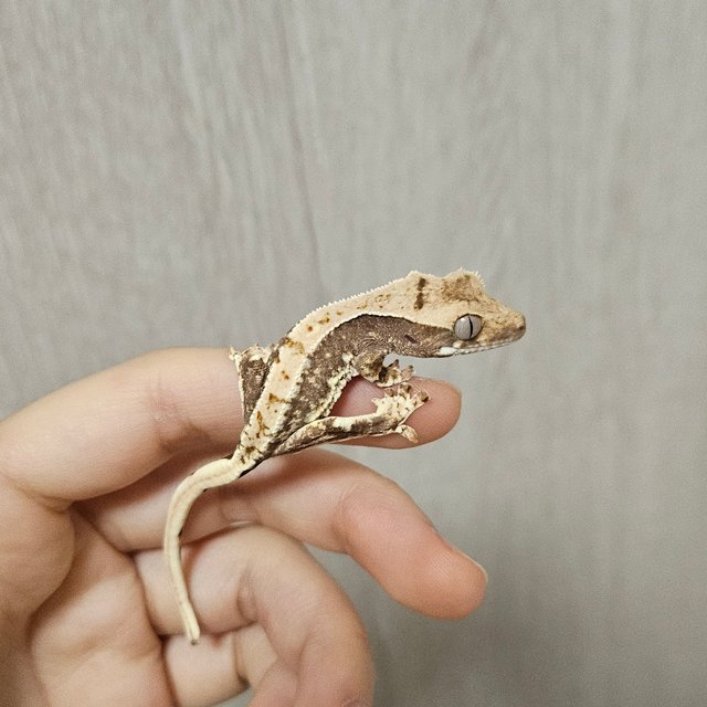 릴리100%헷아잔틱