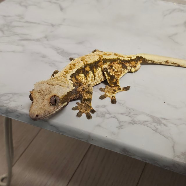 노멀 트라이 익스트림할리퀸 텐저린