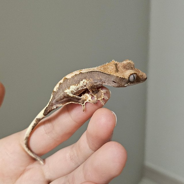 릴리100%헷아잔틱