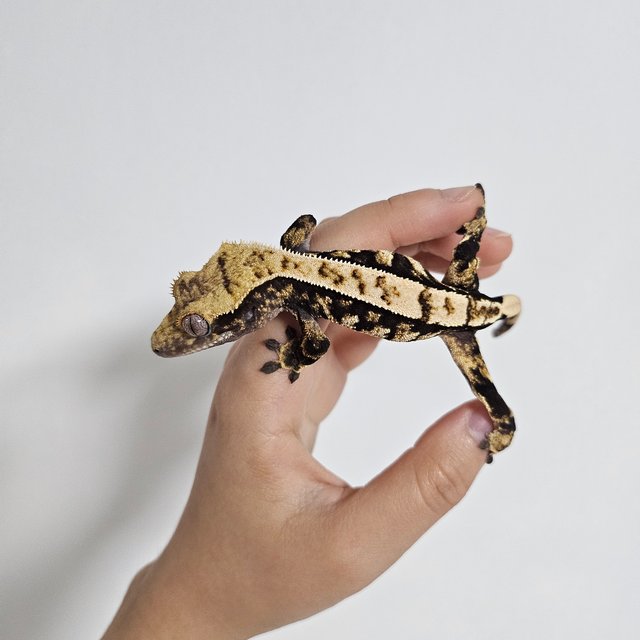 노멀 트라이 익스트림할리퀸