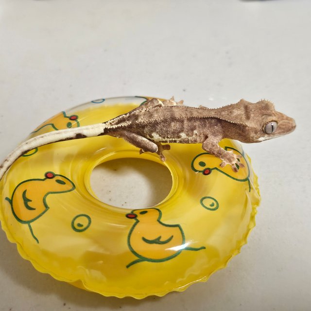 릴리100%헷아잔틱 팬텀 크림