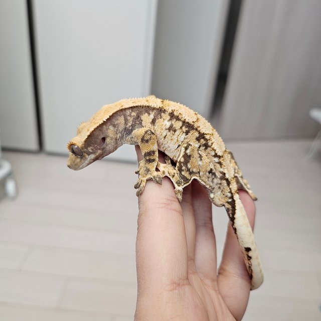 노멀 트라이 익스트림할리퀸