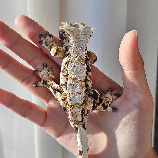 노멀 트라이 익스트림할리퀸