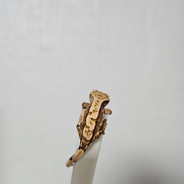 노멀