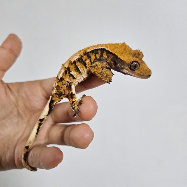 노멀 트라이 익스트림할리퀸 텐저린