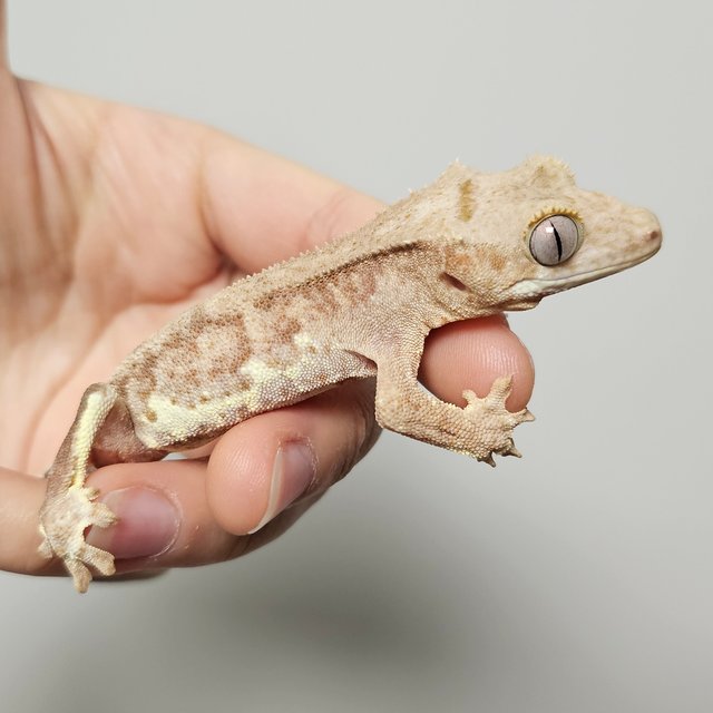 팬텀 릴리100%헷아잔틱 크림