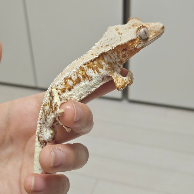 릴리100%헷아잔틱 크림 크림시클