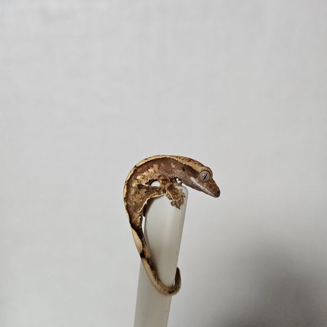 노멀