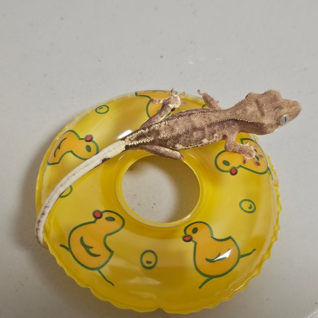 릴리100%헷아잔틱 팬텀 크림