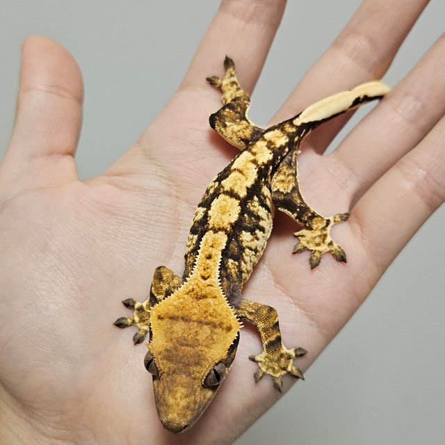 노멀 트라이 익스트림할리퀸