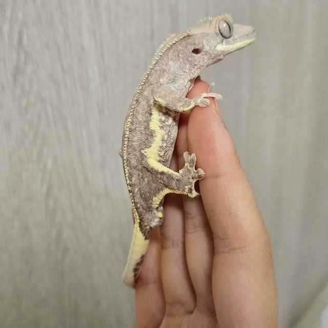 팬텀 릴리100%헷아잔틱