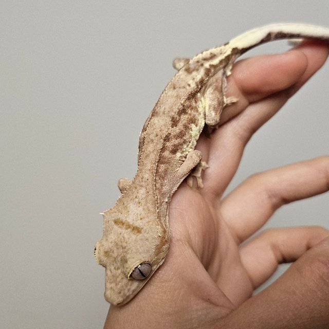 팬텀 릴리100%헷아잔틱 크림