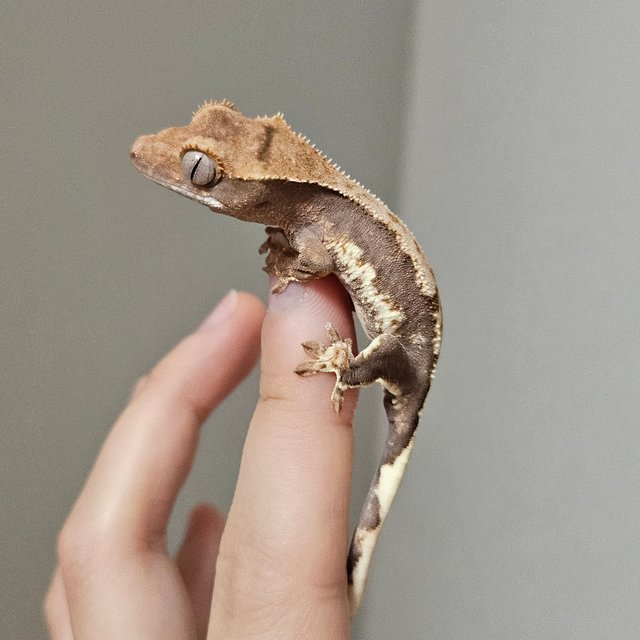 릴리100%헷아잔틱