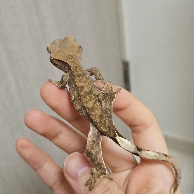 팬텀 100%헷아잔틱